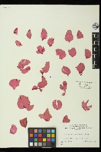 Isabbottia ovalifolia image