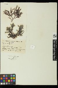 Pterosiphonia baileyi image