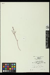Ptilothamnionopsis lejolisea image