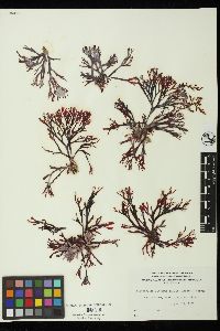 Callophyllis linearis image