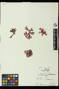 Callophyllis thompsonii image