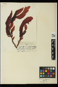 Erythrophyllum delesserioides image