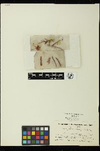 Erythrotrichia carnea image
