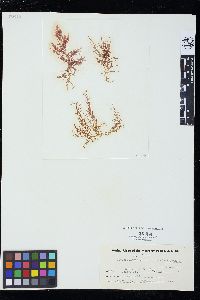 Gloiosiphonia californica image