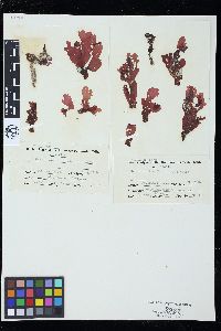 Gonimophyllum skottsbergii image