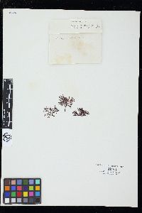 Ahnfeltiopsis leptophylla image