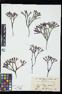 Ahnfeltiopsis linearis image