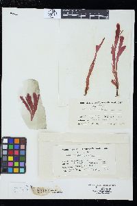 Hymenena flabelligera image