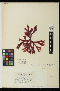 Rhodymenia callophyllidoides image