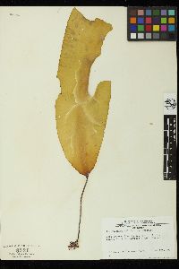 Pterygophora californica image