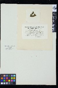 Sphacelaria fusca image