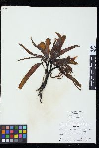 Lessoniopsis littoralis image
