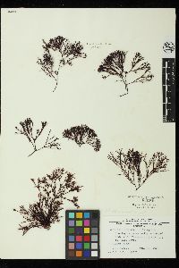 Pneophyllum nicholsii image