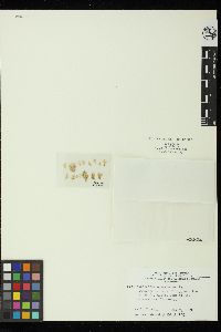 Pleonosporium squarrosum image