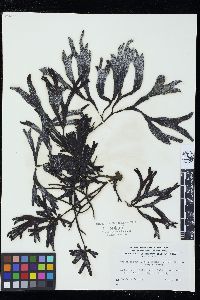 Fucus distichus image