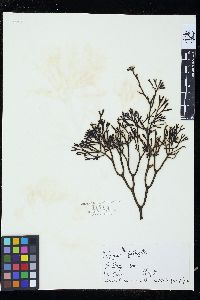 Silvetia compressa image