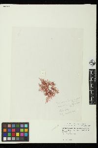 Image of Bonnemaisonia geniculata