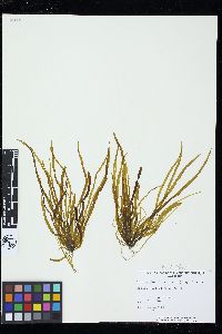 Scytosiphon lomentaria image