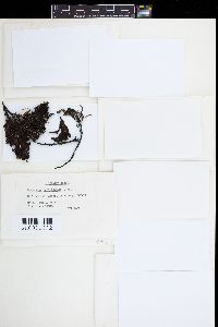 Sargassum coriifolium image