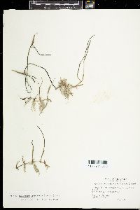 Syringodium isoetifolium image