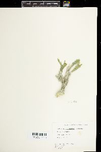 Halimeda cylindracea image