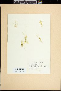 Caulerpa brachypus image