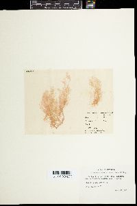 Malaconema roeanum image