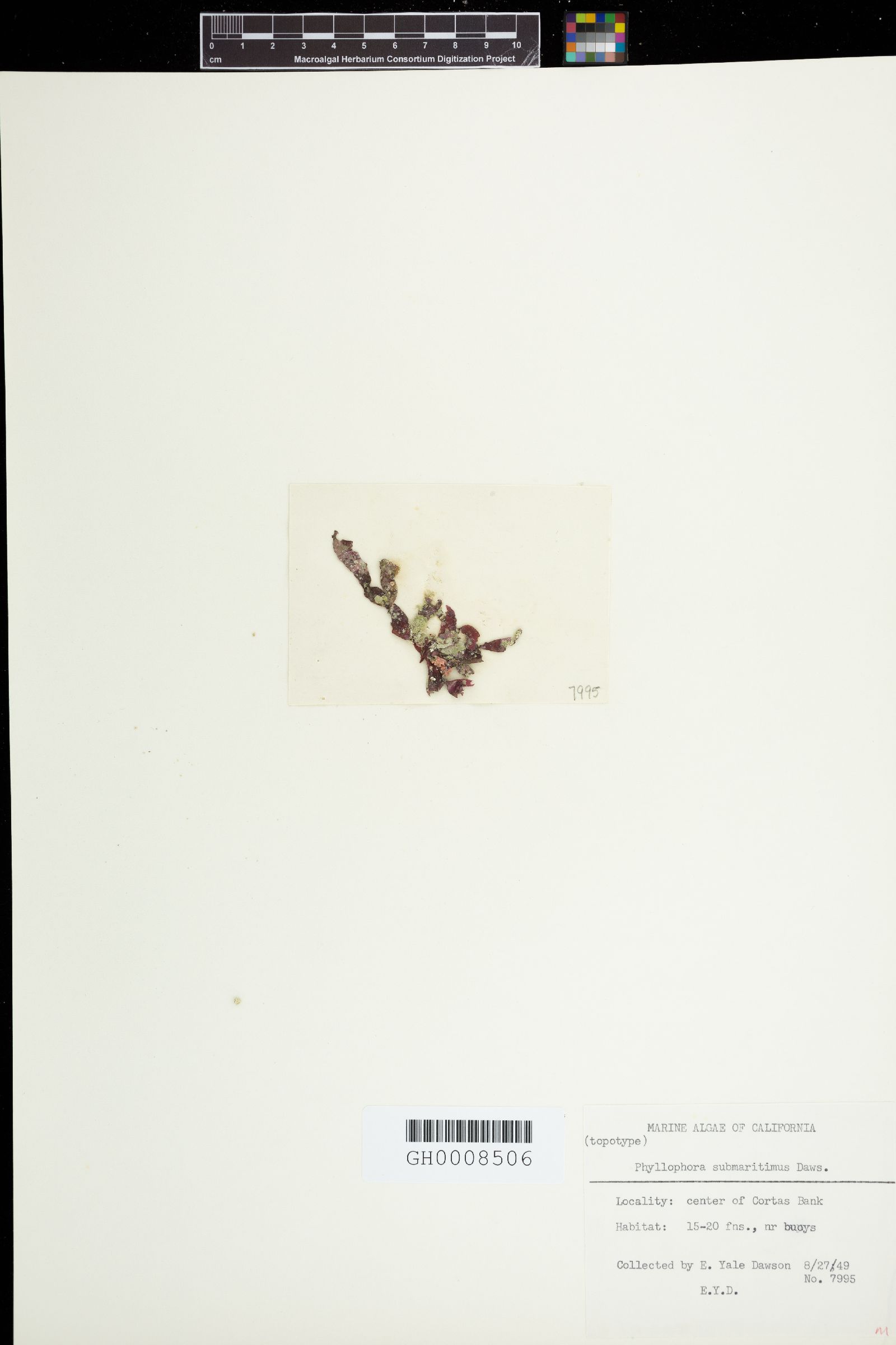 Phyllophora submaritimus image