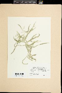 Spyridia filamentosa image