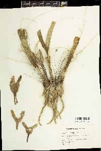 Enhalus acoroides image