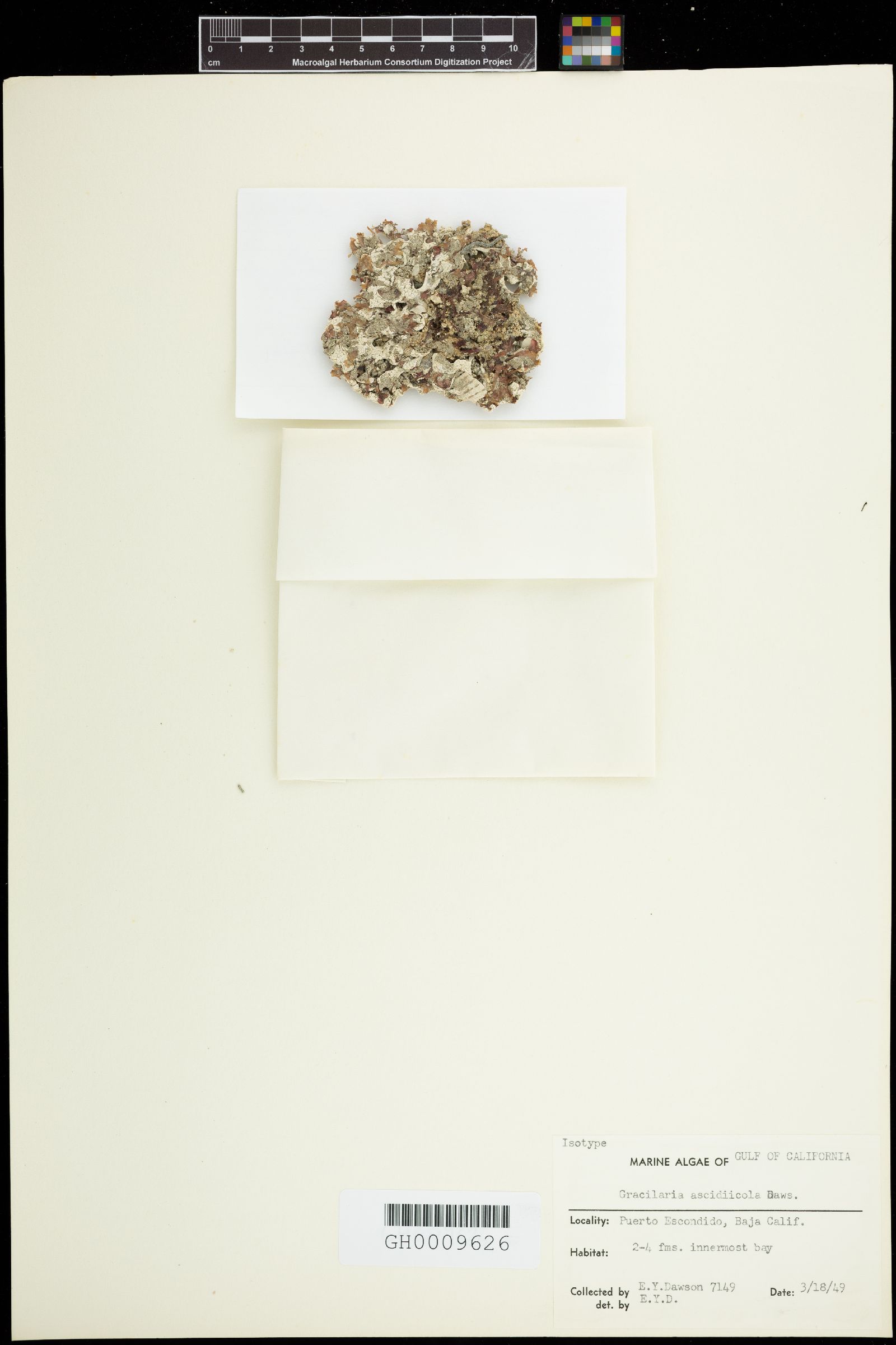 Gracilaria ascidiicola image