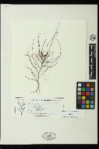 Gracilaria pacifica image