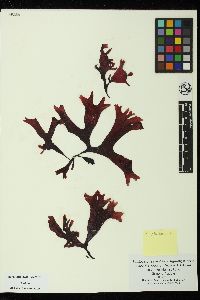 Mastocarpus alaskensis image