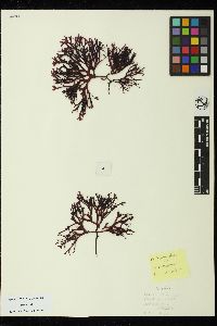 Mastocarpus intermedius image