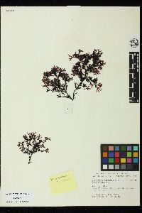 Mastocarpus latissimus image