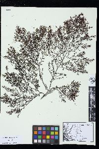 Odonthalia floccosa image