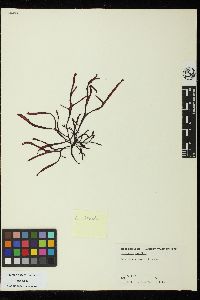 Mastocarpus intermedius image