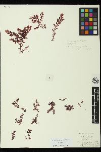 Plocamium violaceum image