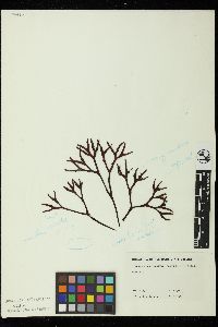 Ahnfeltiopsis linearis image