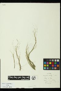 Chaetomorpha linum image