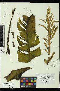 Ectocarpus fasciculatus image