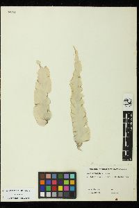 Pyropia lanceolata image