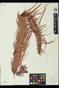 Grateloupia californica image