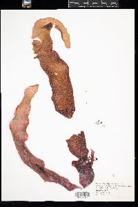 Grateloupia doryphora image