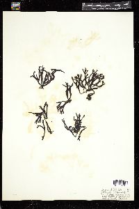 Fucus filiformis image