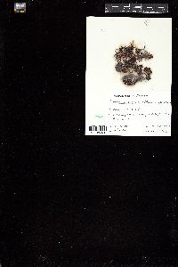 Gigartina stellata image