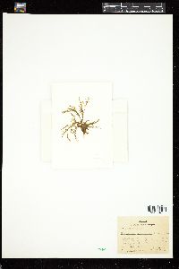 Spongonema tomentosum image