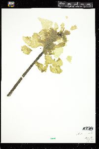 Punctaria orbiculata image