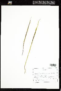 Scytosiphon simplicissimus image