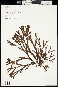 Fucus evanescens image